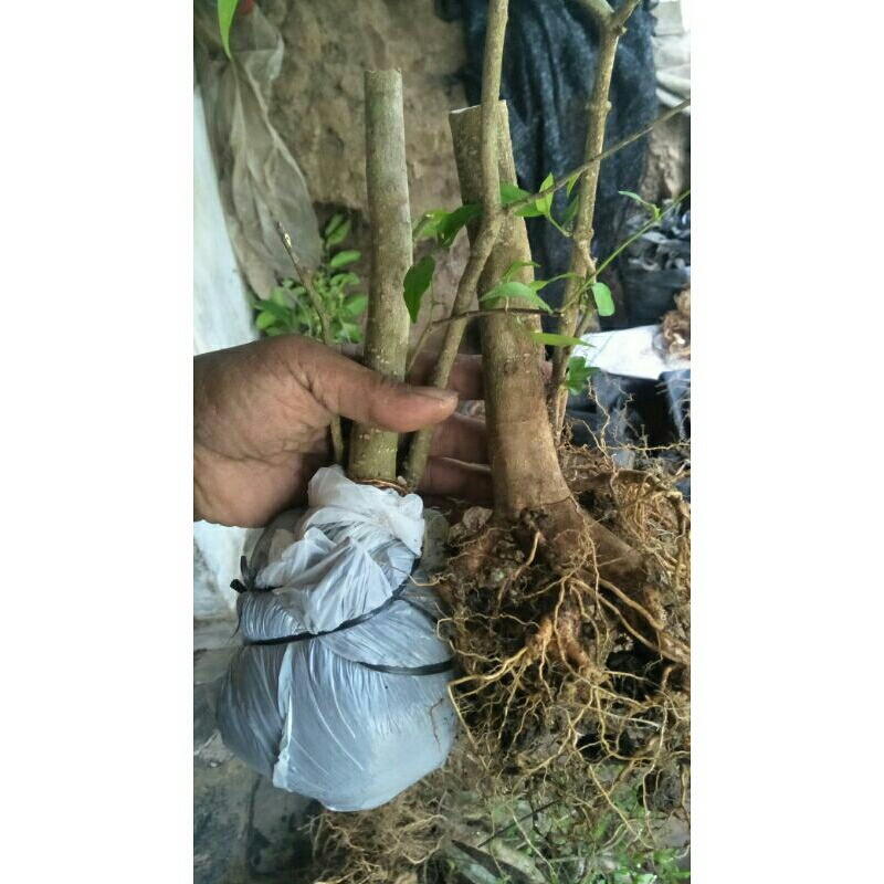 Bonggol Bonsai Anting Putri  Sudah Berakar