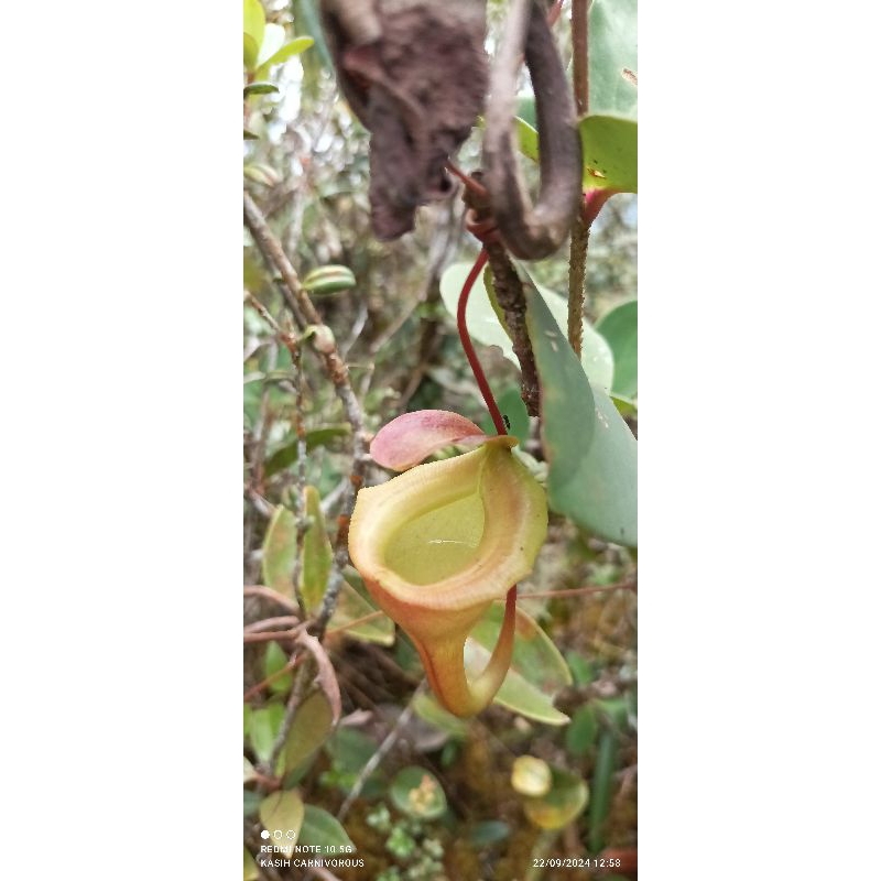 Nepenthes Flava