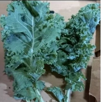 

kale curly fresh