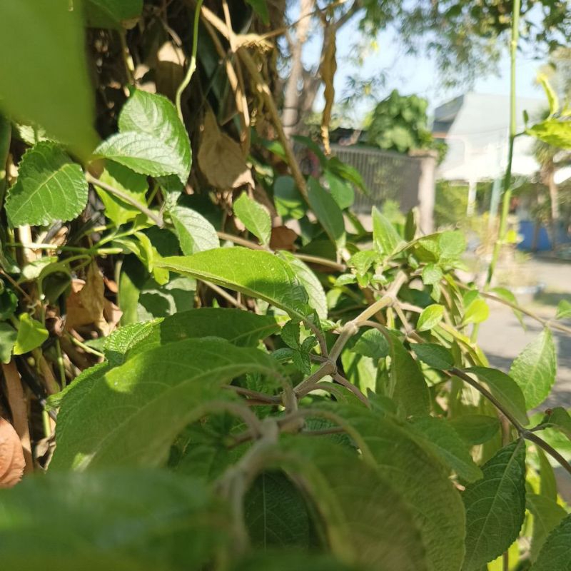 

25 Lembar Daun Keci Beling/Ngokilo Petik Langsung Fresh.