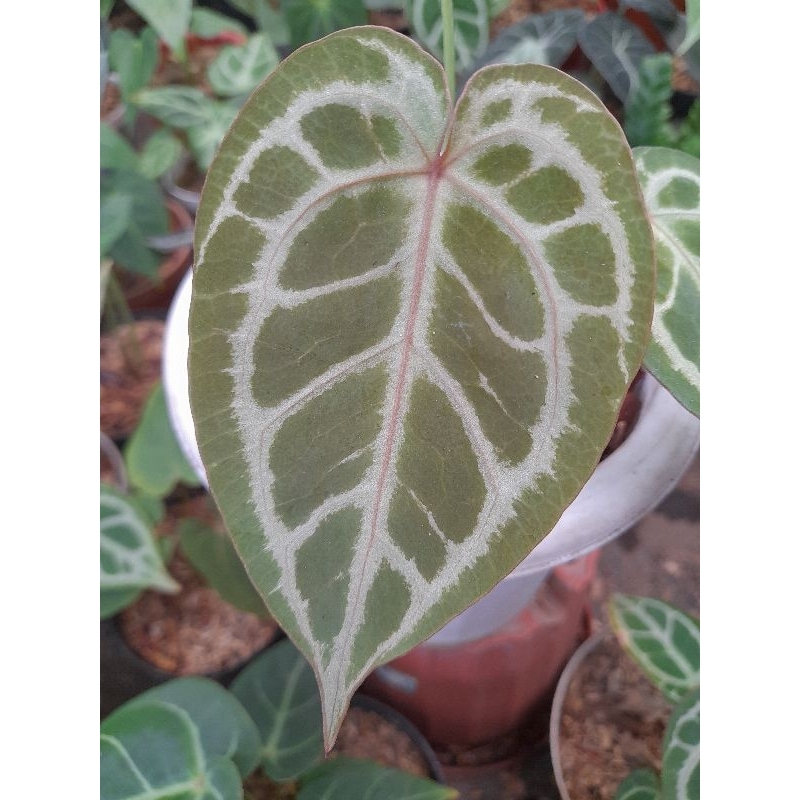 Anthurium red crystallinum nse