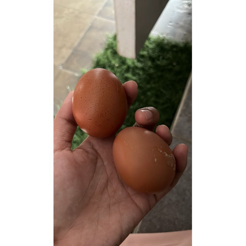 

Telur Ayam Ras Mataram