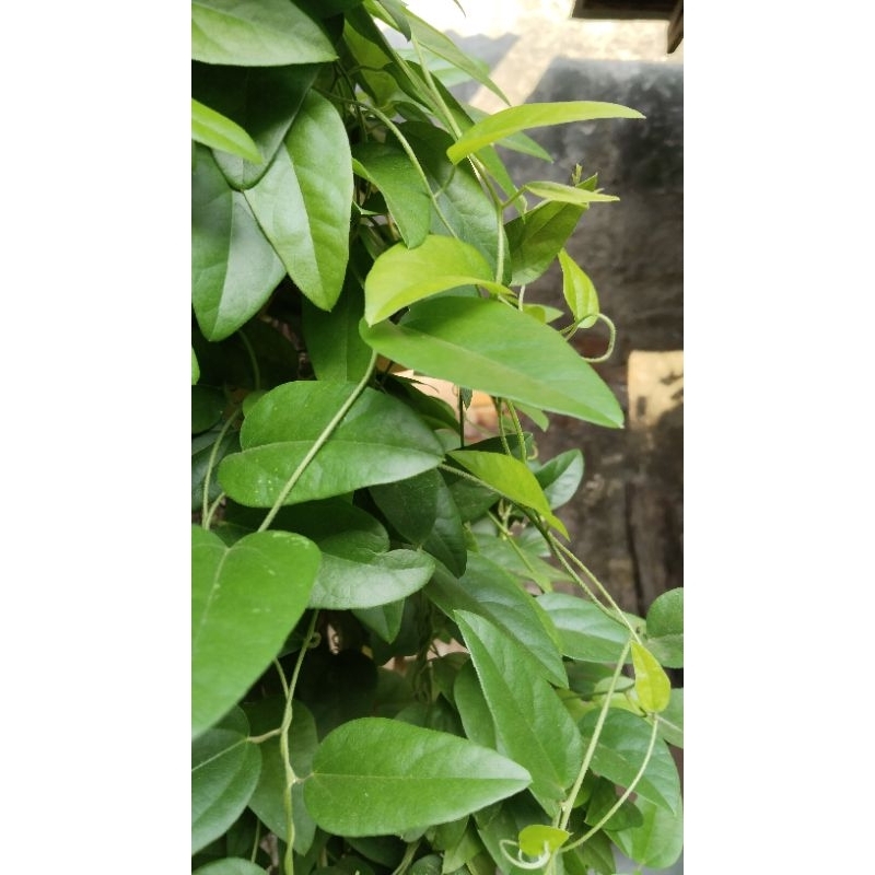 

Daun Cincau Rambat Tanpa Bulu 100 lembar