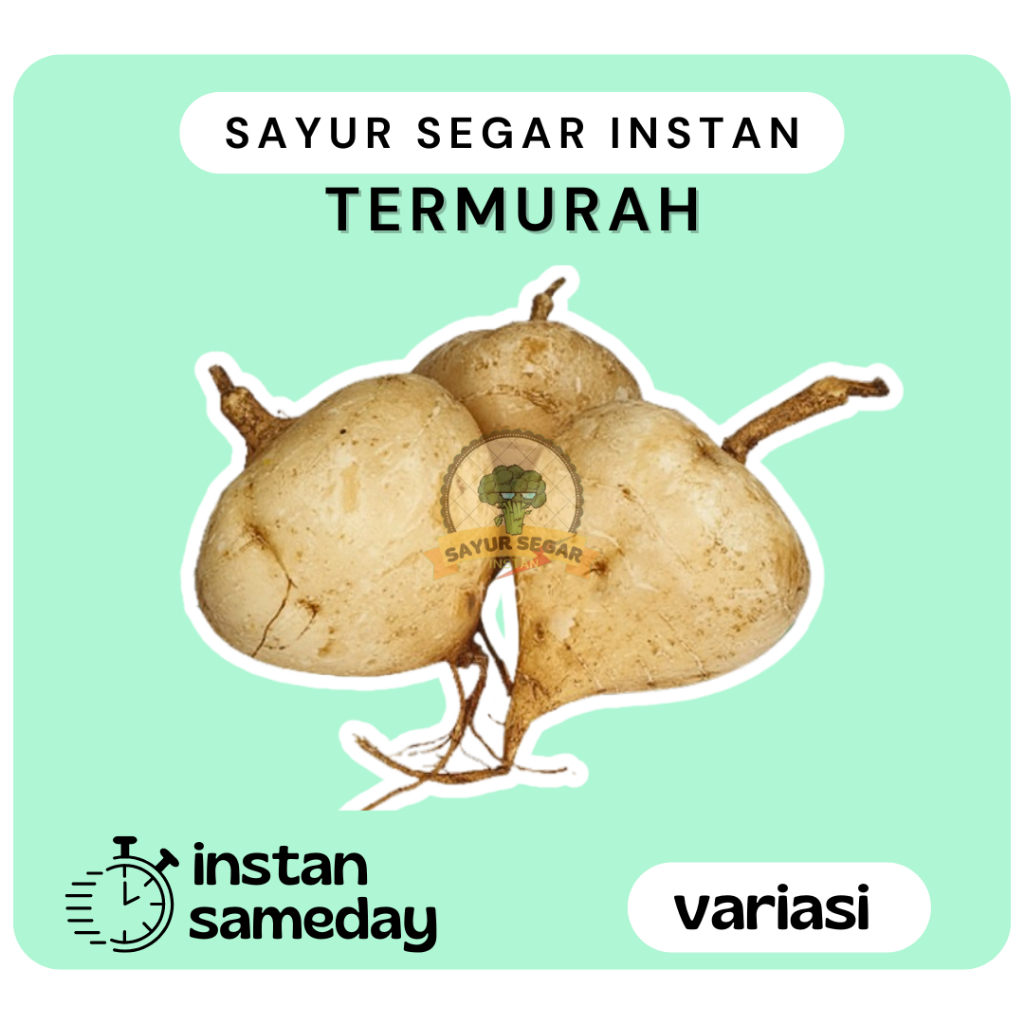 

Buah Bengkoang / Bengkoang Segar - Sayur Segar Instan