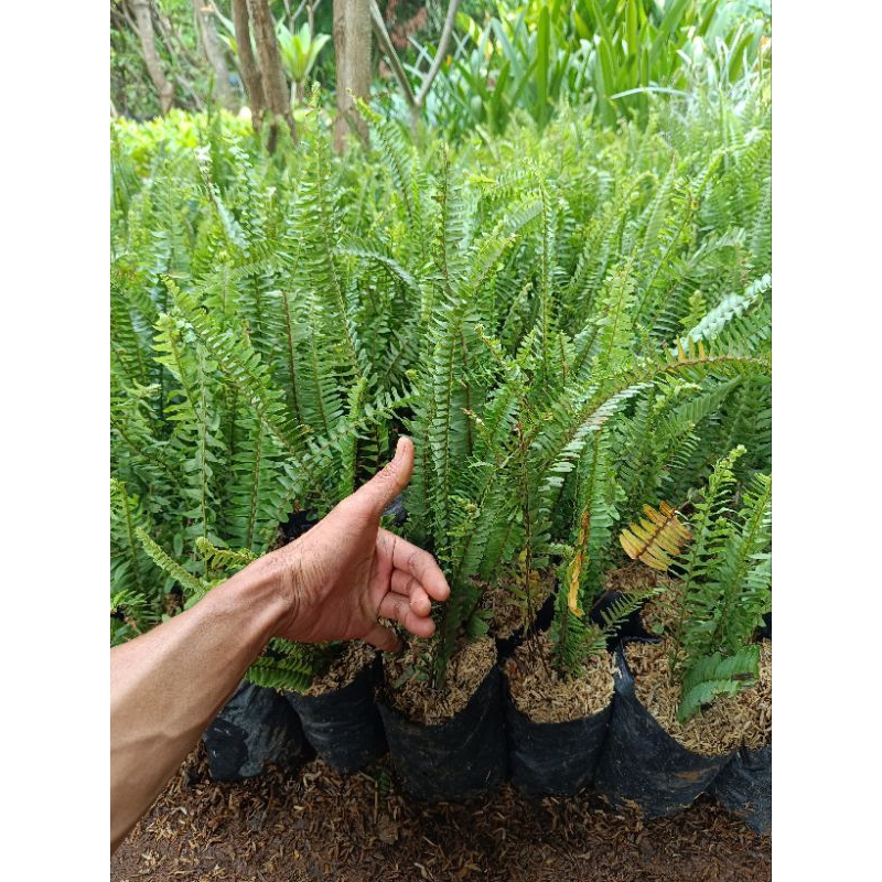 Tanaman Hias vertical garden pakis kelabang - Tanaman pakis kelabang