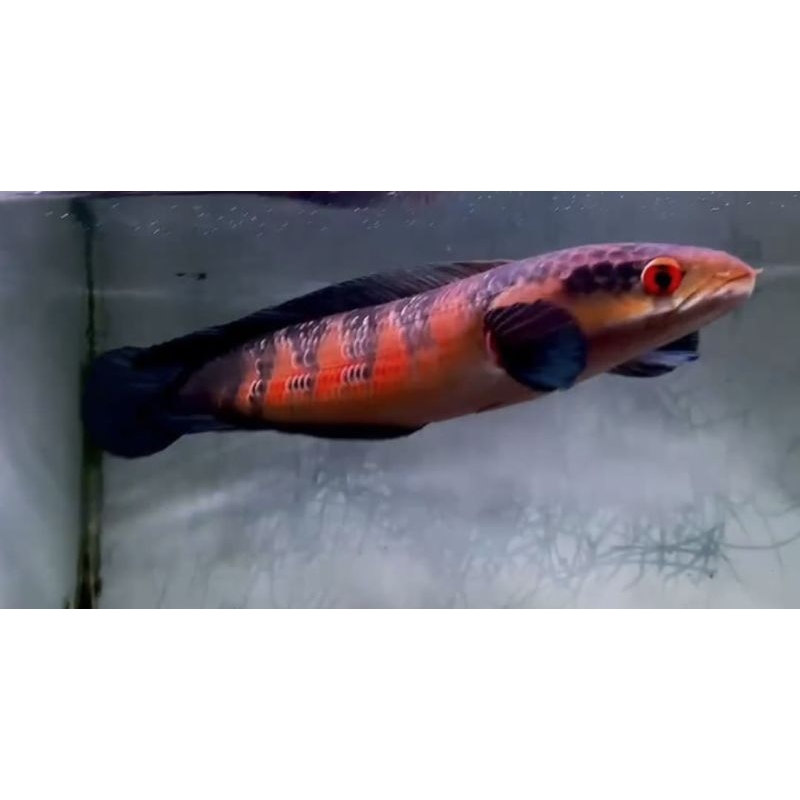 

KARDUS PACKING MARU RED BARITO 9-16CM CO KONFIRMASI