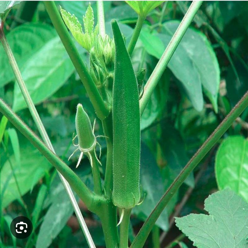 

Biji sayur Okra