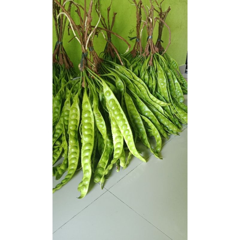 

pete 1 gabung isi 40 lonjor