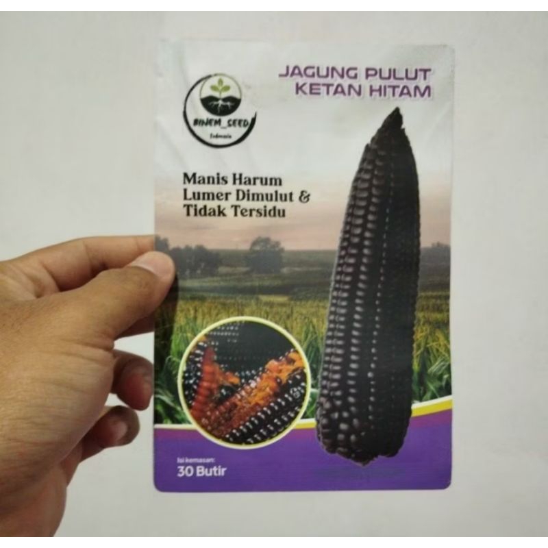 BENIH JAGUNG PULUT KETAN HITAM SUPER