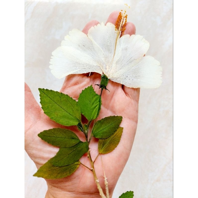 SPECIAL COLLECTION - Kembang Sepatu Putih Press - Herbarium - Pressed flower - Bunga kering - Oshiba