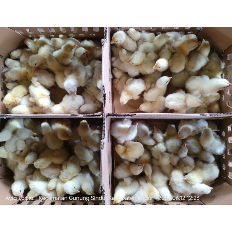 DOC anak ayam broiler/pedaging (harga/ekor)