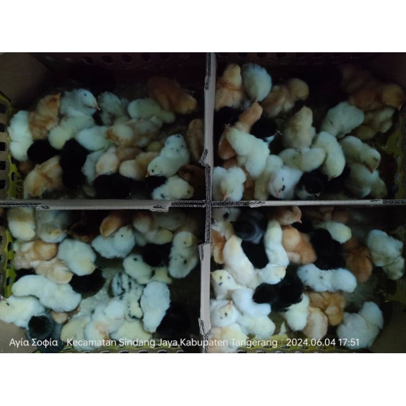 DOC joper anak ayam kampung super (harga/ekor)