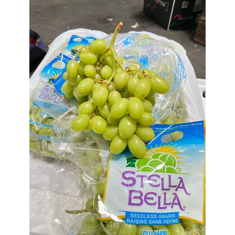 

Anggur Hijau Stella Bella