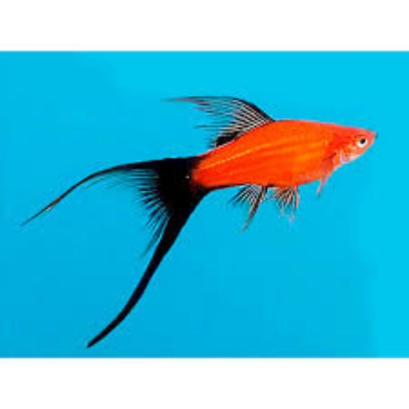 Dekorasi Akuarium Platy Red Wag / lyretail Size ±6CM