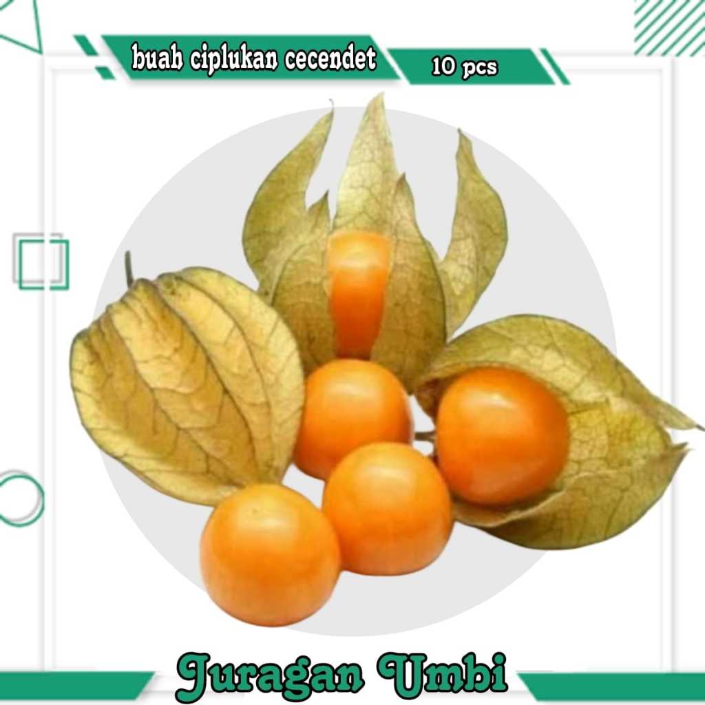 Buah Ciplukan 100 Gr / Bibit ciplukan / Akar Ciplukan