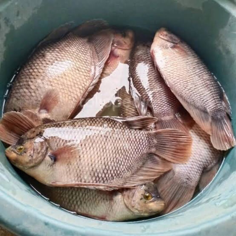 

LAPAK SEGAR IKAN gurame segar ikan hidup ikan kolam