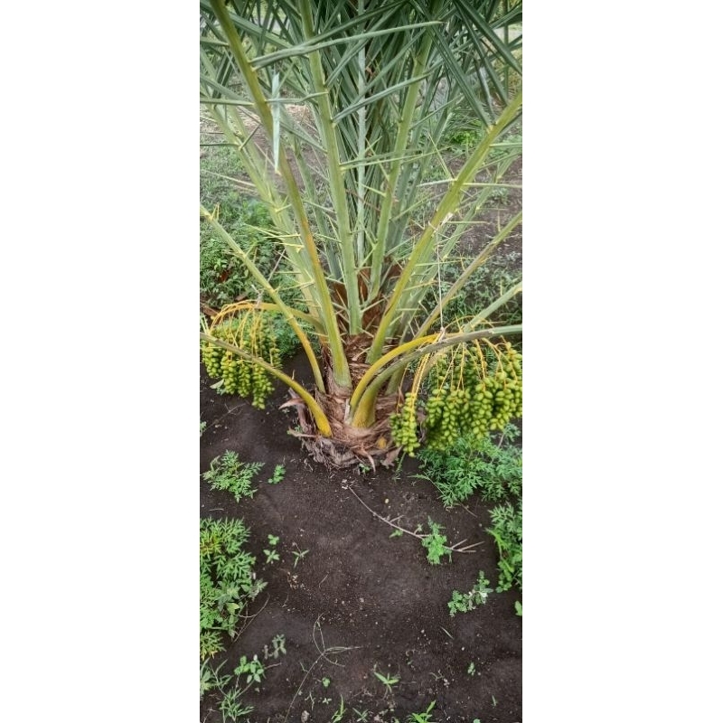 pohon kurma sudah berbuah//kurma berbuah//tanaman kurma berbuah