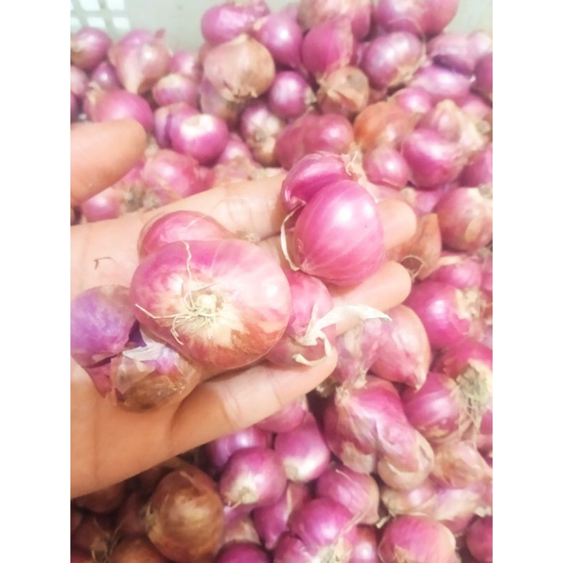 

Bawang merah nganjuk besar campuran tanggung kecil