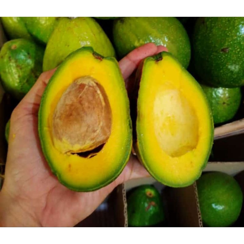

Alpukat Mentega isi 3 Buah Pilihan 900 gram - 1kg