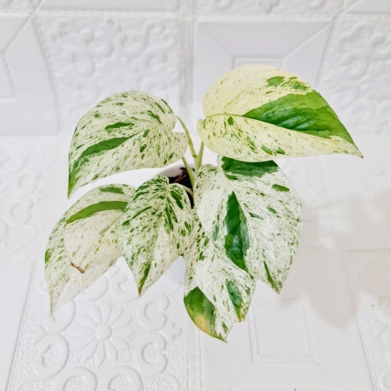 Epipremnum Pinnatum Marble Variegata - Pot 1