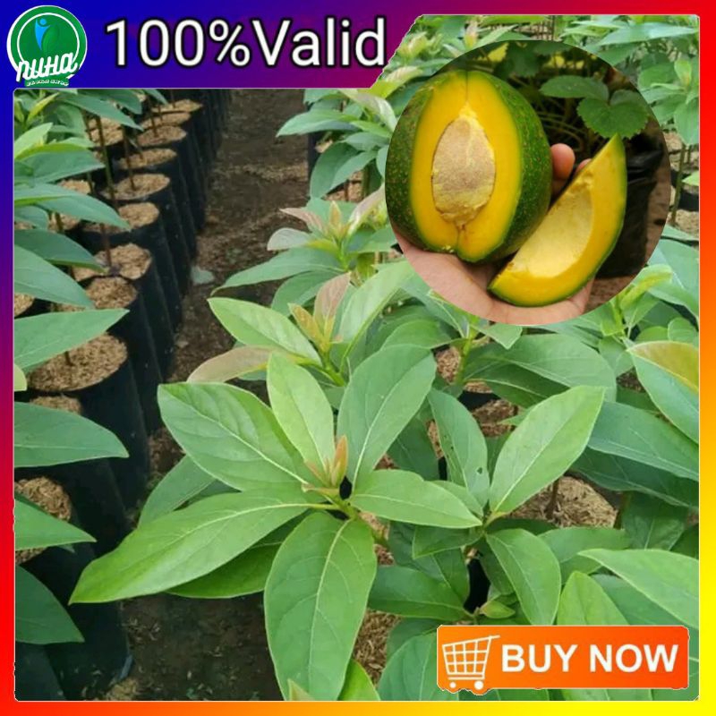 Bibit alpukat kendil super genjah berbuah lebat