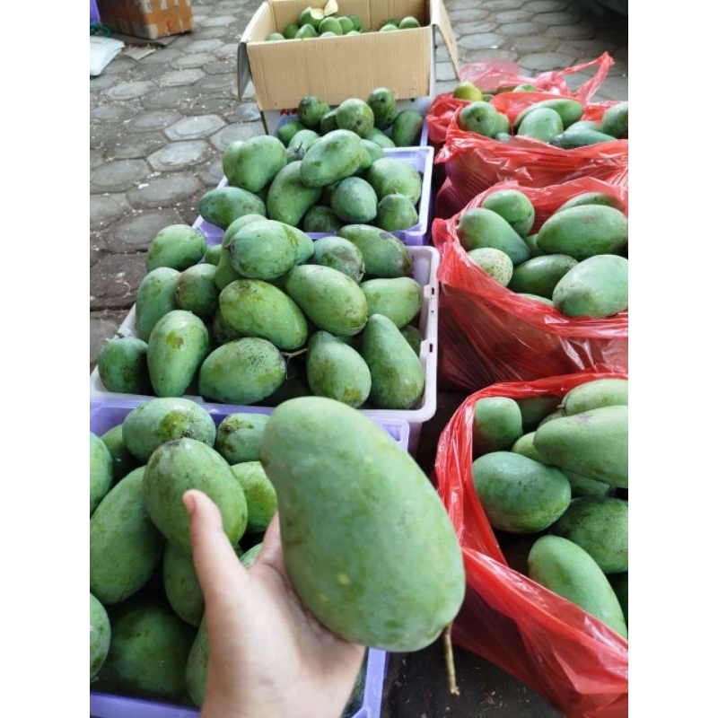 

mangga gadung mentah 1kg asli sibon manis tua pohon