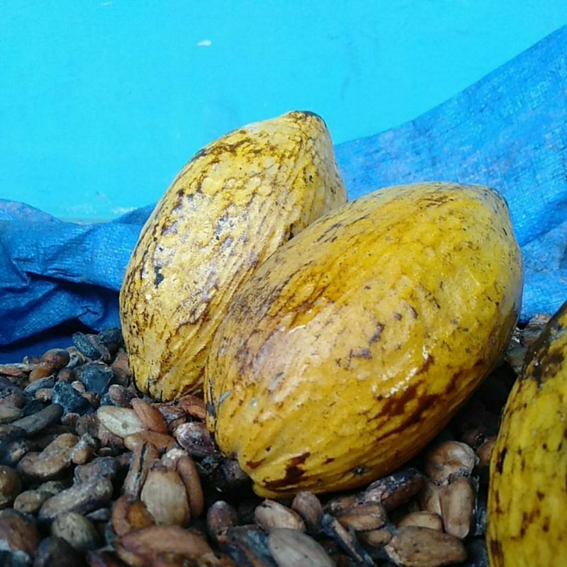 

buah kakao/buah coklat