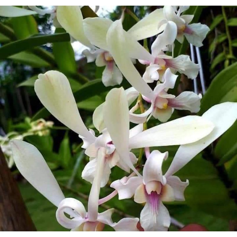 dendrobium capung kapuas