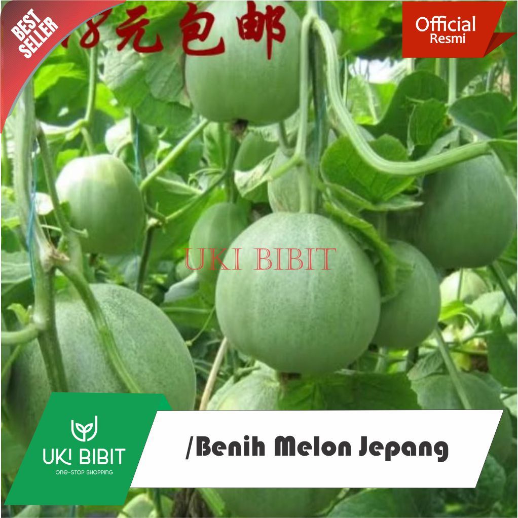 ( 100 Butir ) Benih melon Jepang