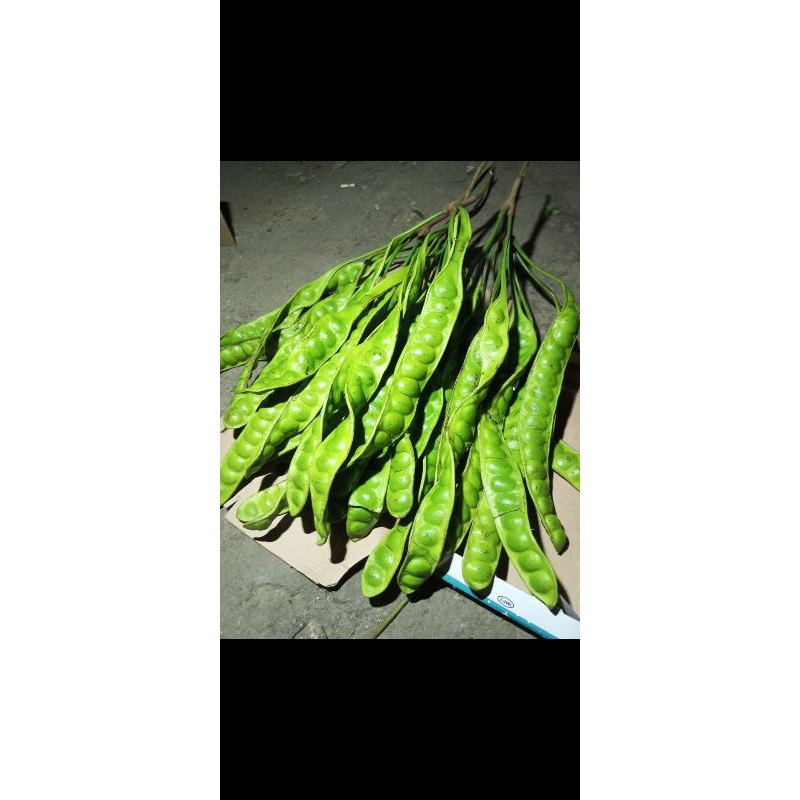 

Link Khusus PETE musiman