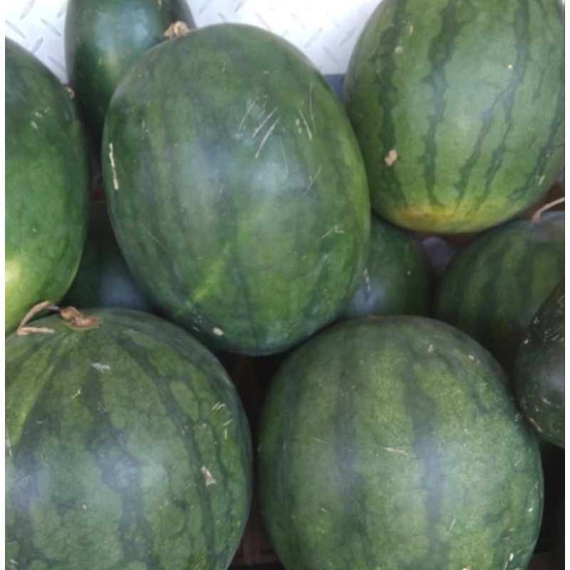

Semangka Merah 1 Buah Berat 3.2 Kilogram