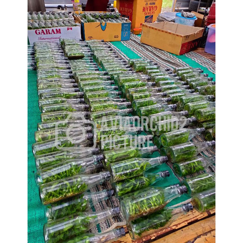 Bibit Anggrek botol dendrobium paket Random  Mix random siap aklim sesuai pict bulat melintir KODE E