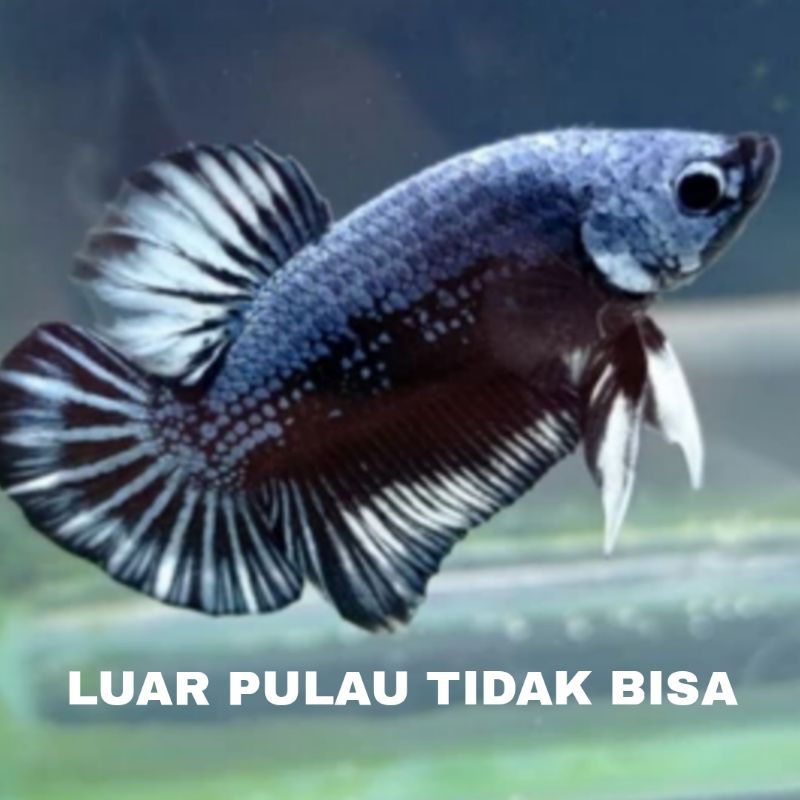 ikan cupang dragon plakat mix isi 7