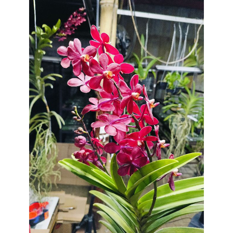 vanda jumbo