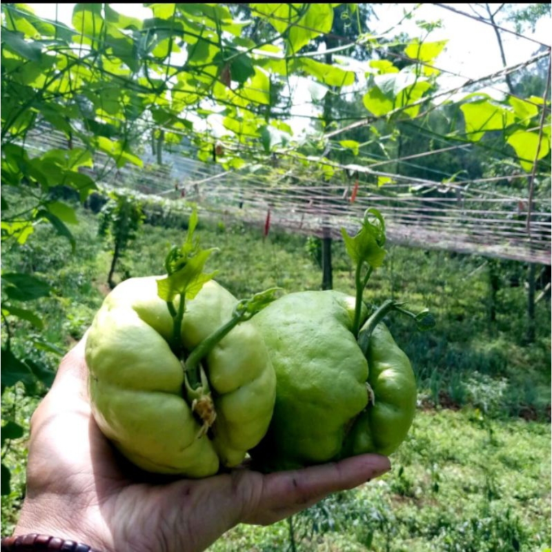 

benih labu Siam super siap tanam