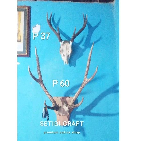 HIASAN DINDING Tanduk Rusa Asli