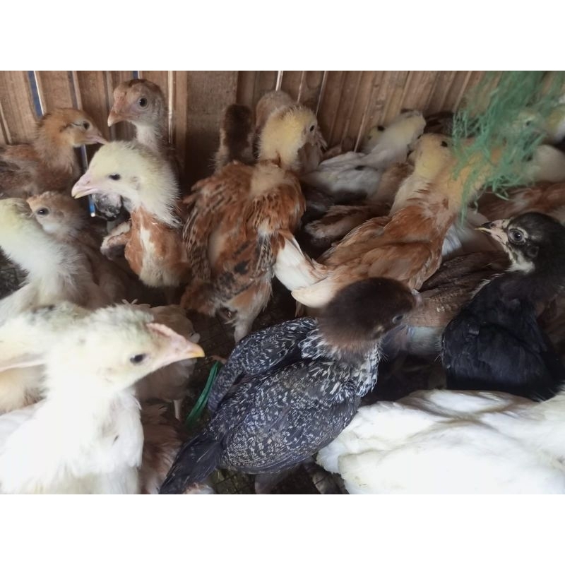 

ayam kampung asli satu bulan ayam kampung pedaging - ayam kampung