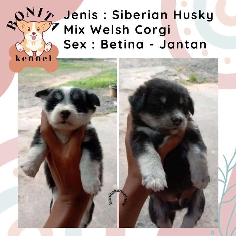 Welsh Corgi Mix Siberian Husky Anak Anjing Corgi Husky Jantan Betina