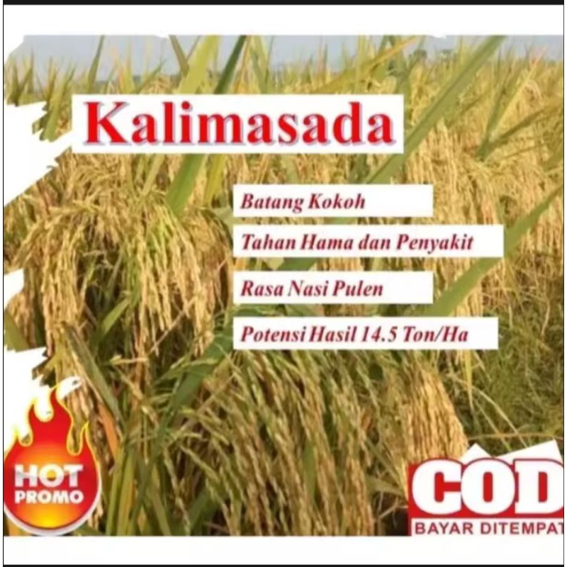 Benih padi KALIMASADA kemasan (5kg)