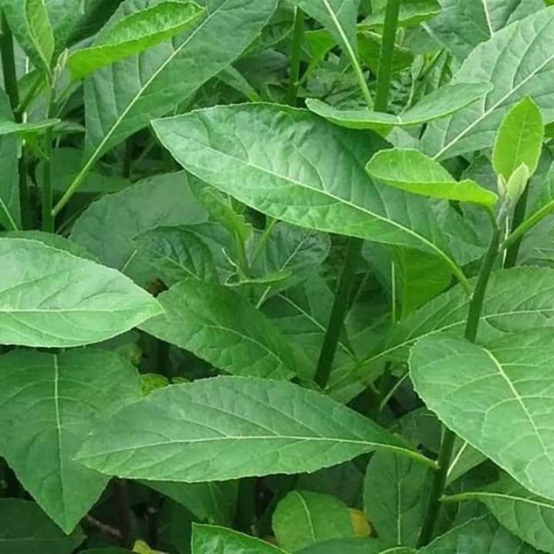 

DAUN AFRIKA SEGAR PER LEMBAR /OBAT HERBAL