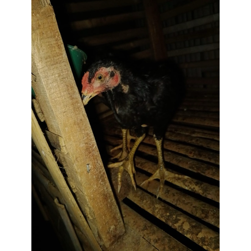 anak ayam pakoy pul brakot