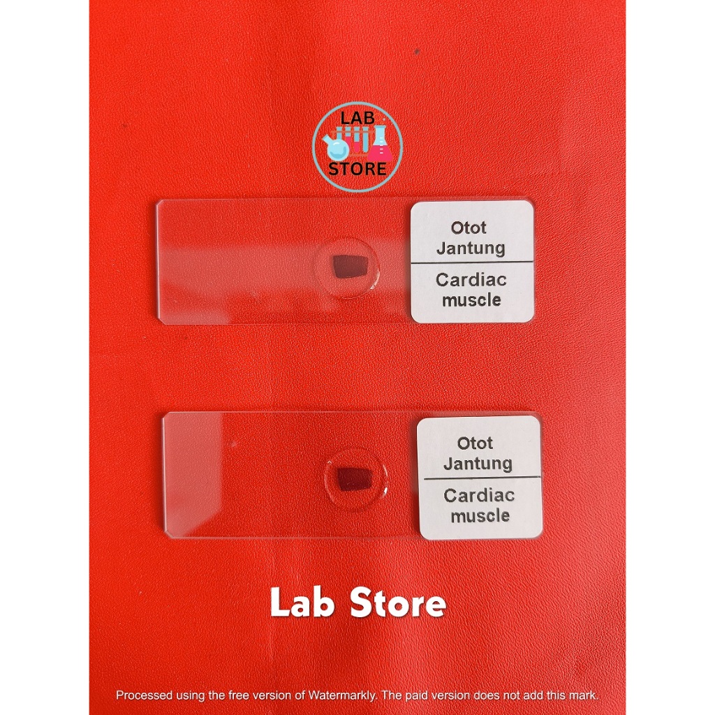 Preparat Otot Jantung / Mikroslaid Otot Jantung / Preparat Kering Cardiac Muscle Per Pcs