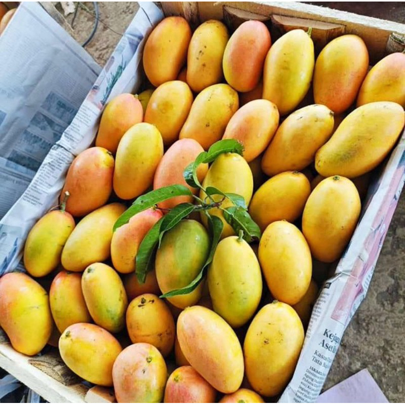 

Mangga Podang Masak Pohon Berat 1 Kg