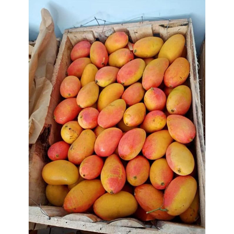 

Mangga Podang Masak Pohon Berat 1 Kg