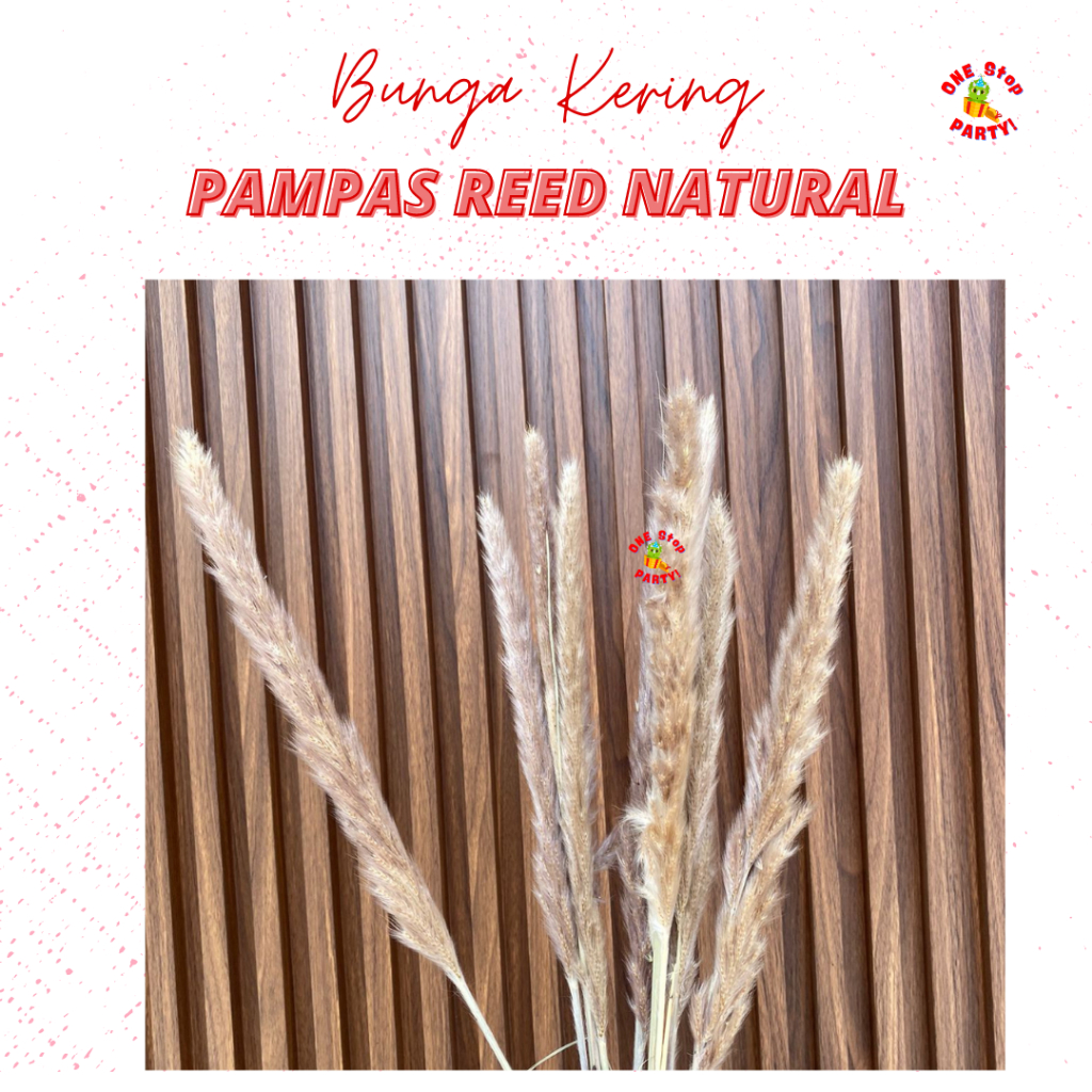 

DRIED PAMPAS GRESS NATURAL MEDIUM
