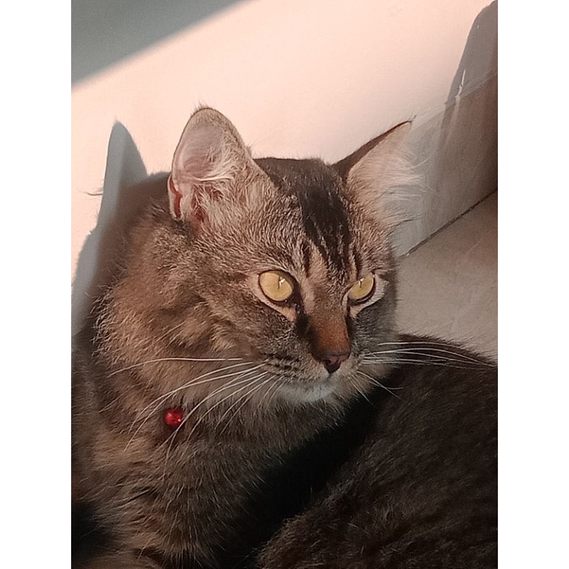 Labore gentle cleanser (preloved)