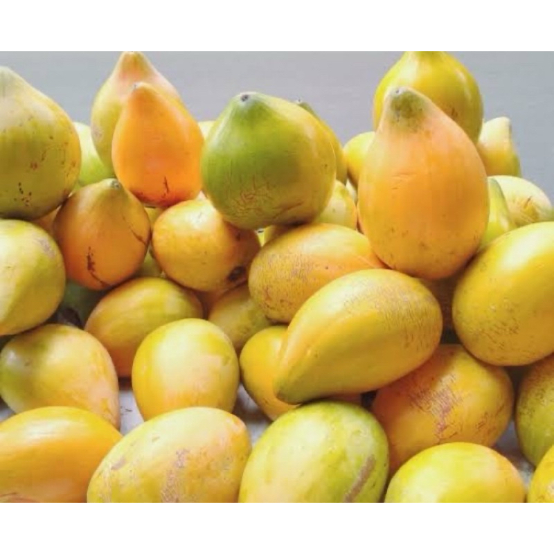 Buah sawo mentega sawo belanda buah alkesa 500 gram