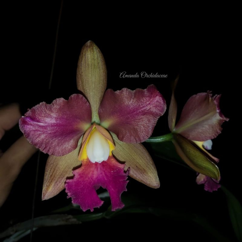 bibit anggrek Cattleya