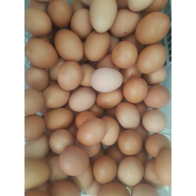 

Telur Omega Premium 500g