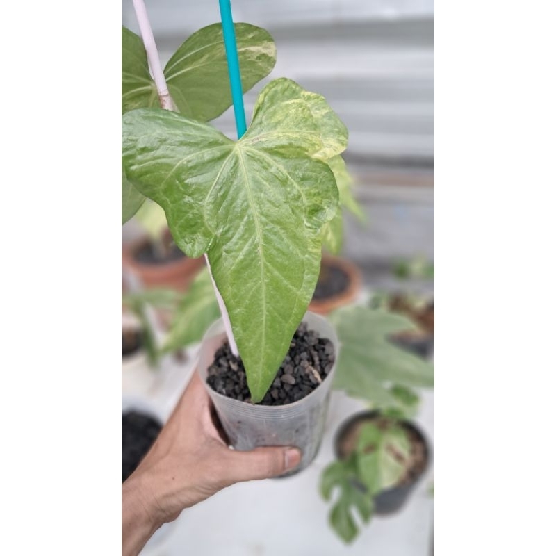 anthurium jari variegata/anthurium pedatoradiatum variegata